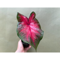 Caladium Postman Joyner Knolle