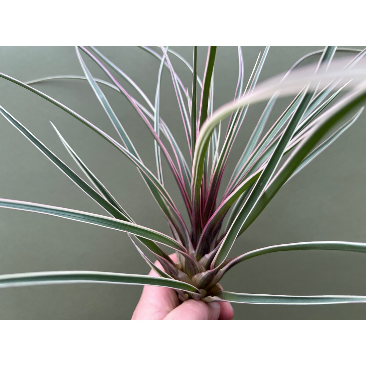 Tillandsia cyanea variegata selten