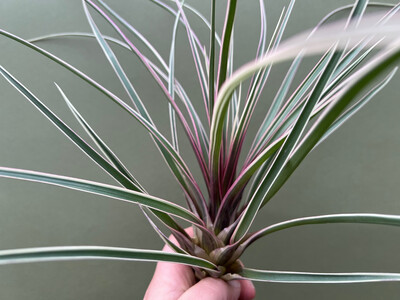 Tillandsia cyanea variegata selten