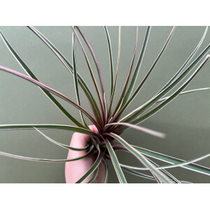 Tillandsia cyanea variegata selten