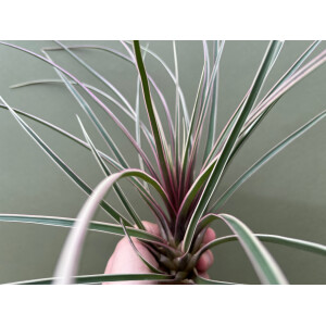 Tillandsia cyanea variegata selten