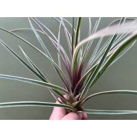 Tillandsia cyanea variegata selten