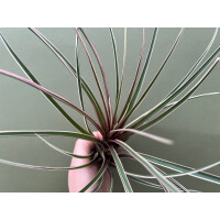 Tillandsia cyanea variegata selten