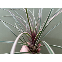 Tillandsia cyanea variegata selten