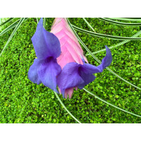 Tillandsia cyanea variegata selten