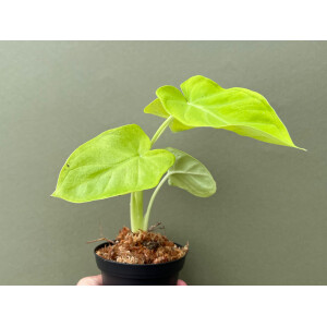 Xanthosoma sagittifolium Lime