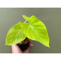 Xanthosoma sagittifolium Lime