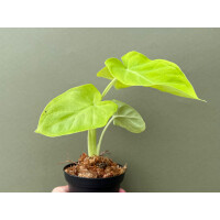 Xanthosoma sagittifolium Lime