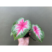 Caladium Rosebud
