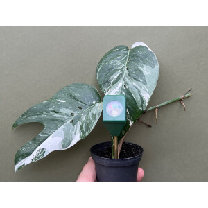 Boden-Feuchtigkeitsmessgerät für Pflanzen