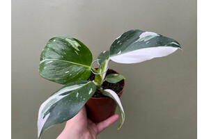 Philodendron White Wizard
