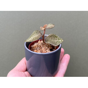 Anoectochilus roxburghii White Gold