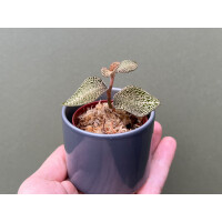 Anoectochilus roxburghii White Gold