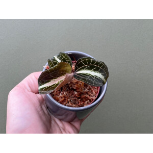 Anoectochilus lylei Red Splash