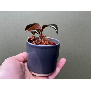 Anoectochilus lylei Red Splash