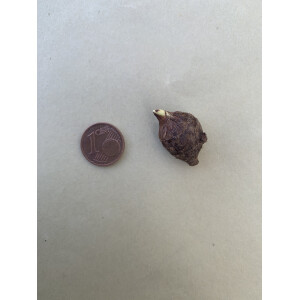 Alocasia Macrorrhiza variegata Bulbe