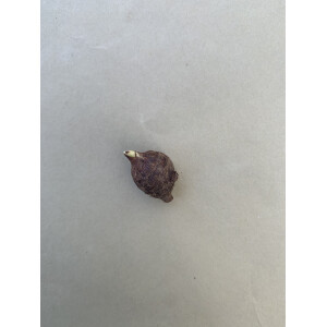 Alocasia Macrorrhiza variegata Bulbe