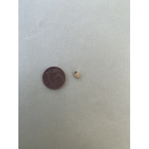 Anthurium magnificum Samen