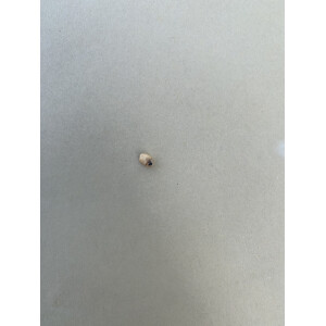 Anthurium magnificum Samen