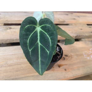 Anthurium magnificum Samen