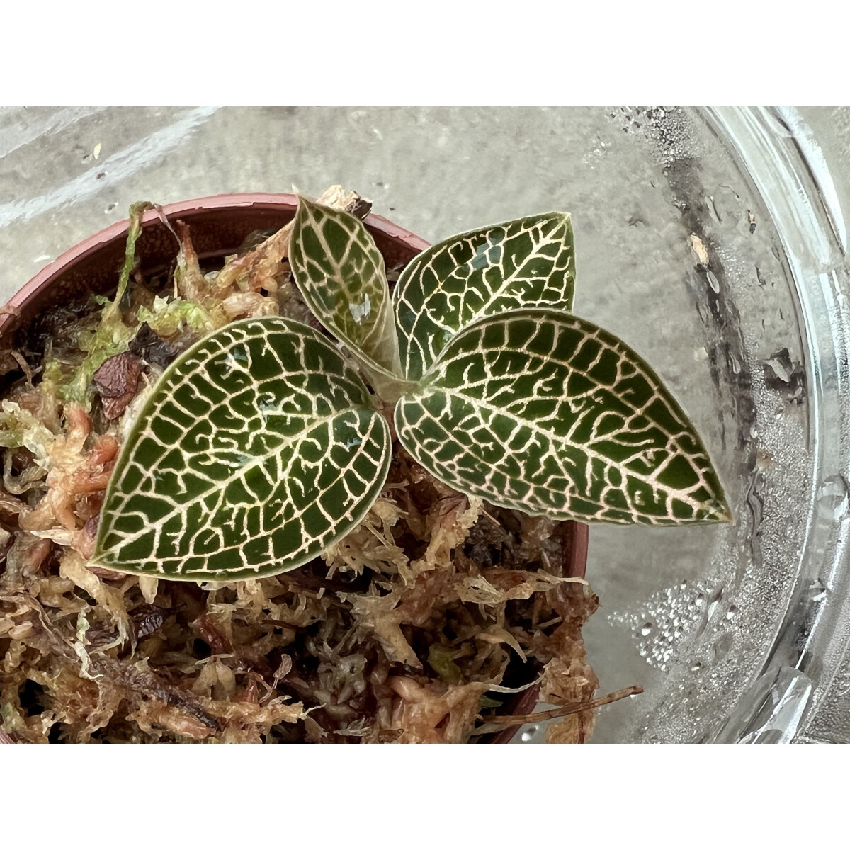 Anoectochilus burmanicus Juwelorchidee box
