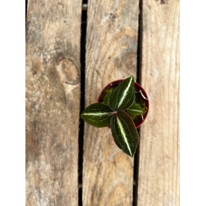 Anoectochilus hybride Juwelorchidee