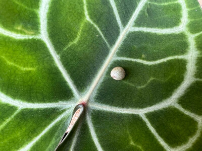 Anthurium clarinervium Seed