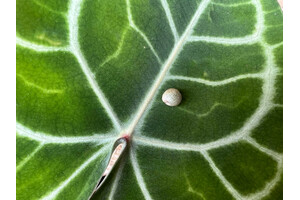 Anthurium clarinervium Seed