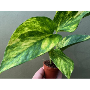 Epipremnum pinnatum Hicolor