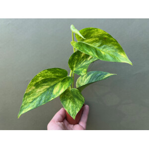 Epipremnum pinnatum Hicolor