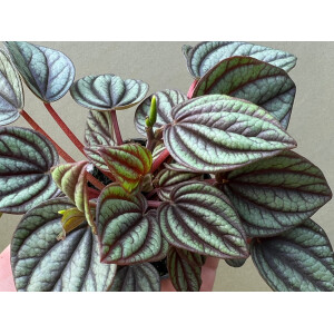 Peperomia Piccolo Banda Babyplant