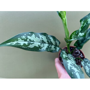 Aglaonema Jubilee Compacta