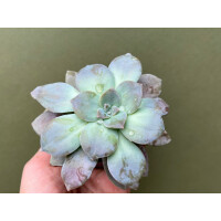 Graptopetalum Pentandrum