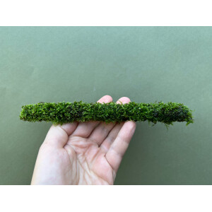 Javamoos am Bambusstab