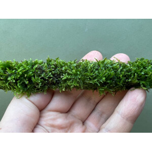 Javamoos am Bambusstab