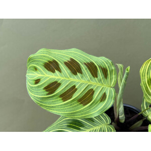 Maranta Light Veins