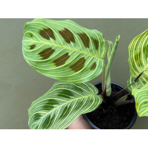 Maranta Light Veins