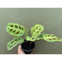 Maranta Light Veins