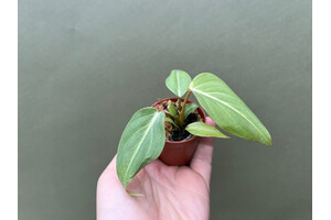 Philodendron gloriosum Babyplant