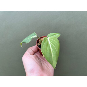Philodendron gloriosum Babyplant