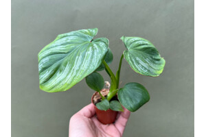 Philodendron Mamei Babyplant