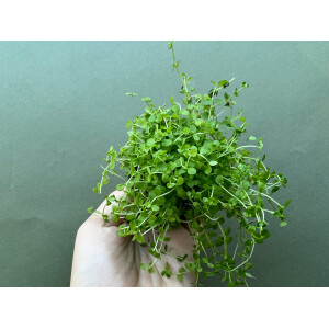 Micranthemum Monte Carlo Bodendecker