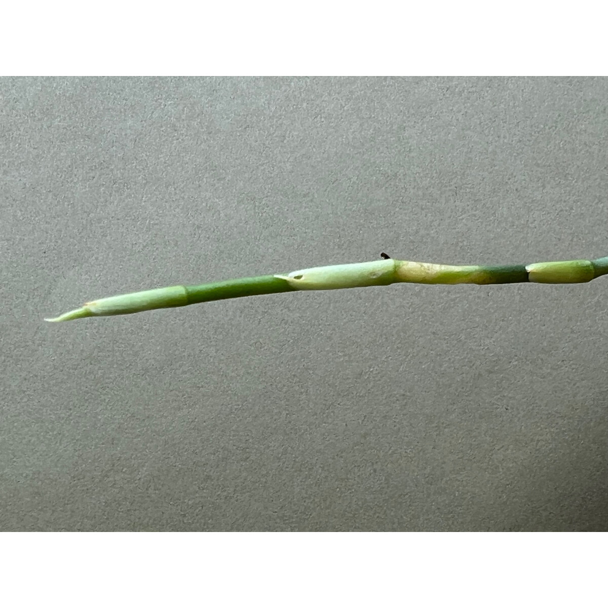 MONSTERA OBLIQUA PERU Ableger/Node