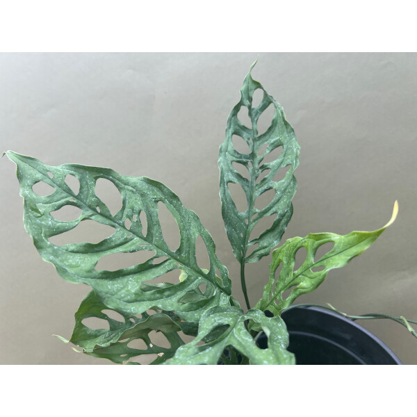 monstera online bestellen Monstera deliciosa XXL | Online kaufen