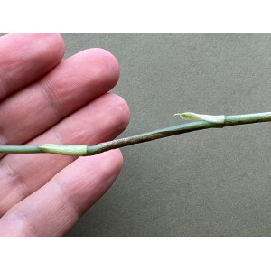 MONSTERA OBLIQUA PERU Cutting/Node