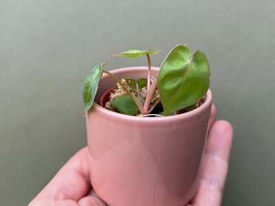 Philodendron Billietiae Babyplant