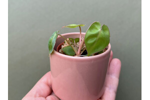 Philodendron Billietiae Babyplant