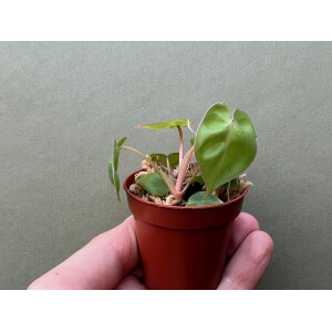 Philodendron Billietiae Babyplant