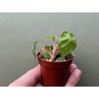 Philodendron Billietiae Babyplant