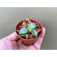 Philodendron Billietiae Babyplant